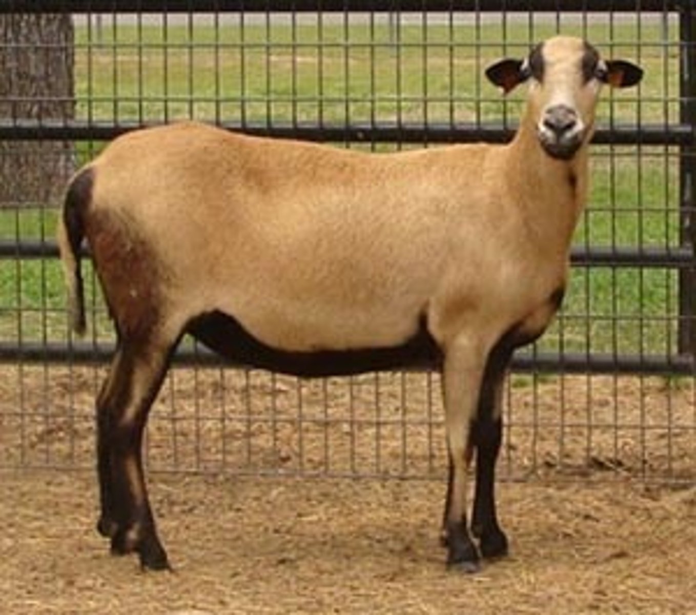 <p>What type of sheep is this? (breed and type)</p>