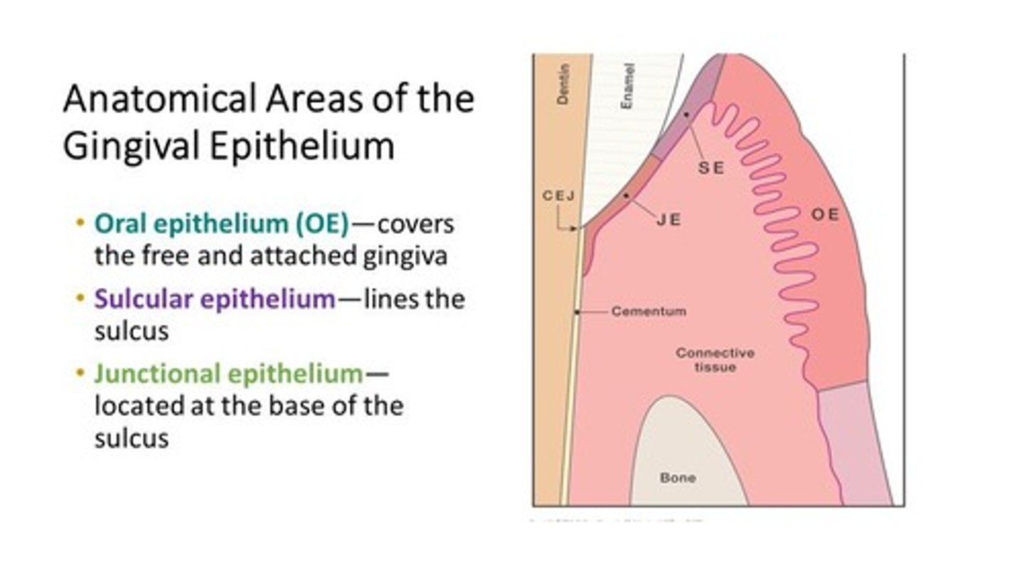 <p>It attaches the gingiva to the tooth at the coronal portion of the JE and is attached the base of the sulcus.</p>