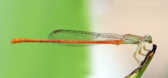 <p>eyes wide (bulky as well) but dont touch</p><p>bright</p><p>thin</p><p>wings closed</p>