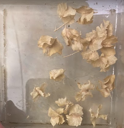 <p>Chenopodiaceae, p, n, atriplex canescens, fourwing saltbush SEEDS</p>