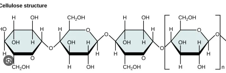 <ul><li><p><span>Major component of cell walls&nbsp;</span></p></li><li><p><span>Straight chain polymer of beta-glucose held together by ꞵ-1-4 glycosidic linkages, where every other glucose molecule is inverted&nbsp;</span></p></li><li><p><span>Humans cannot digest cellulose because they lack an enzyme to hydrolyze ꞵ-1-4 linkage (roughage)&nbsp;</span></p></li><li><p><span>Provides rich supply of energy for organisms who can break it down</span></p></li></ul><p></p>