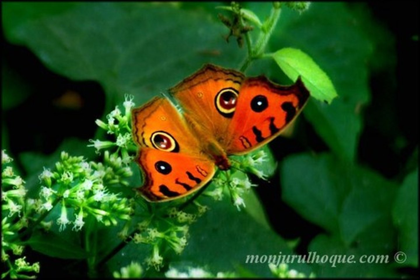 <p>animals are biological predisposed to learning some stimulus</p>