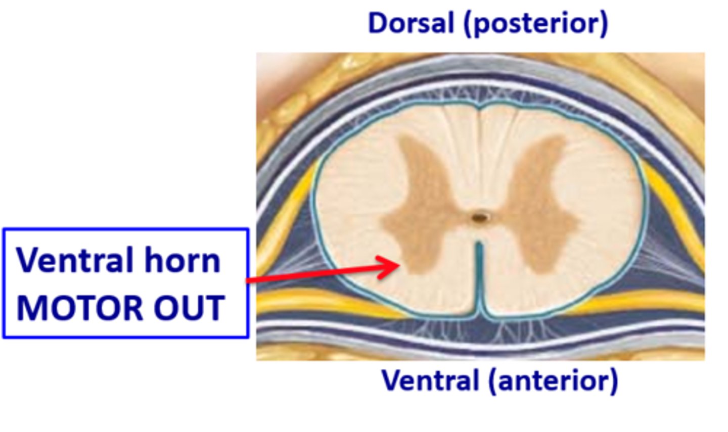 <p>ventral horn of the spinal cord - upper and lower motor neurons synapse here</p>