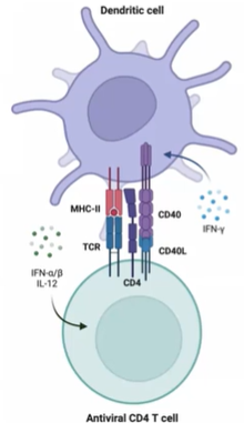 <p><strong>T cell priming</strong> is governed by:</p><ol><li><p><strong>TCR activation</strong>: The interaction between TCR and MHC-peptide provides antigen specificity, essential for synapse formation.</p></li><li><p><strong>Costimulation</strong>: Additional signals needed for full activation.</p></li><li><p><strong>Cytokines</strong>: Help shape T cell response.</p></li></ol><ul><li><p><strong>TCR and MHC interaction</strong> is the activation signal from the dendritic cell to the T cell.</p></li><li><p><strong>Coreceptors CD4 or CD8</strong> lower the threshold of required TCR/MHC interactions.</p></li><li><p>This synapse formation polarizes the T cell, changing its morphology to focus on the DC for effective communication.</p></li></ul><p></p>