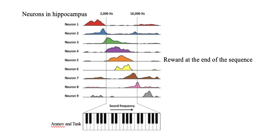 <ul><li><p>recorded neurons in the hippocampus of an animal who was receiving tones played at diff frequencies in a certain order</p></li><li><p>this order would indicate how close an animal was to getting a reward</p></li><li><p>they saw that cells in the hippocampus that fired for particular frequencies in that sequence; those cells tiled the entire sequence of tones from the start to end</p></li><li><p>each neuron responded to a different sound frequency</p></li></ul><p></p>