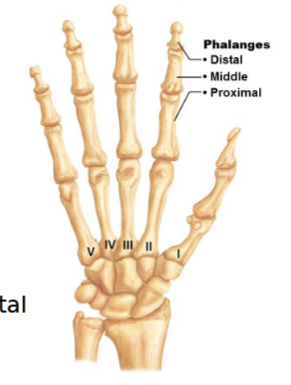 <ul><li><p>numbered I-V from thumb to little finger</p></li><li><p>Miniature long bones - phalanges</p></li><li><p>Digits II to V has 3 bones: proximal, middle & distal phalanx</p></li><li><p>Digit I (pollex) has 2 bones</p></li></ul><p></p>