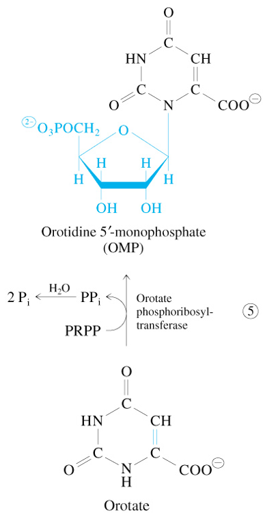 <p>Orotate + PRPP</p><p><span style="color: #8dceff">—Orotate Phosphoribosyl Transferase→</span></p><p>OMP + 2 P<sub>i</sub></p>