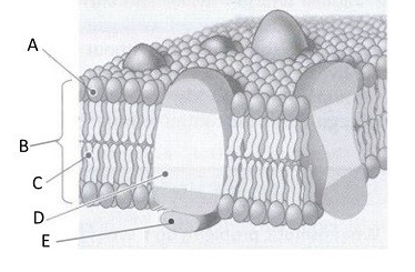 <p>What is “a” showing?</p>