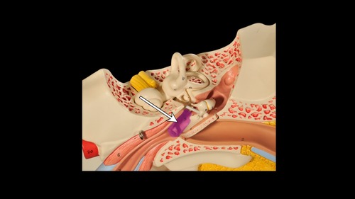 <p>(p.) middle ear</p>