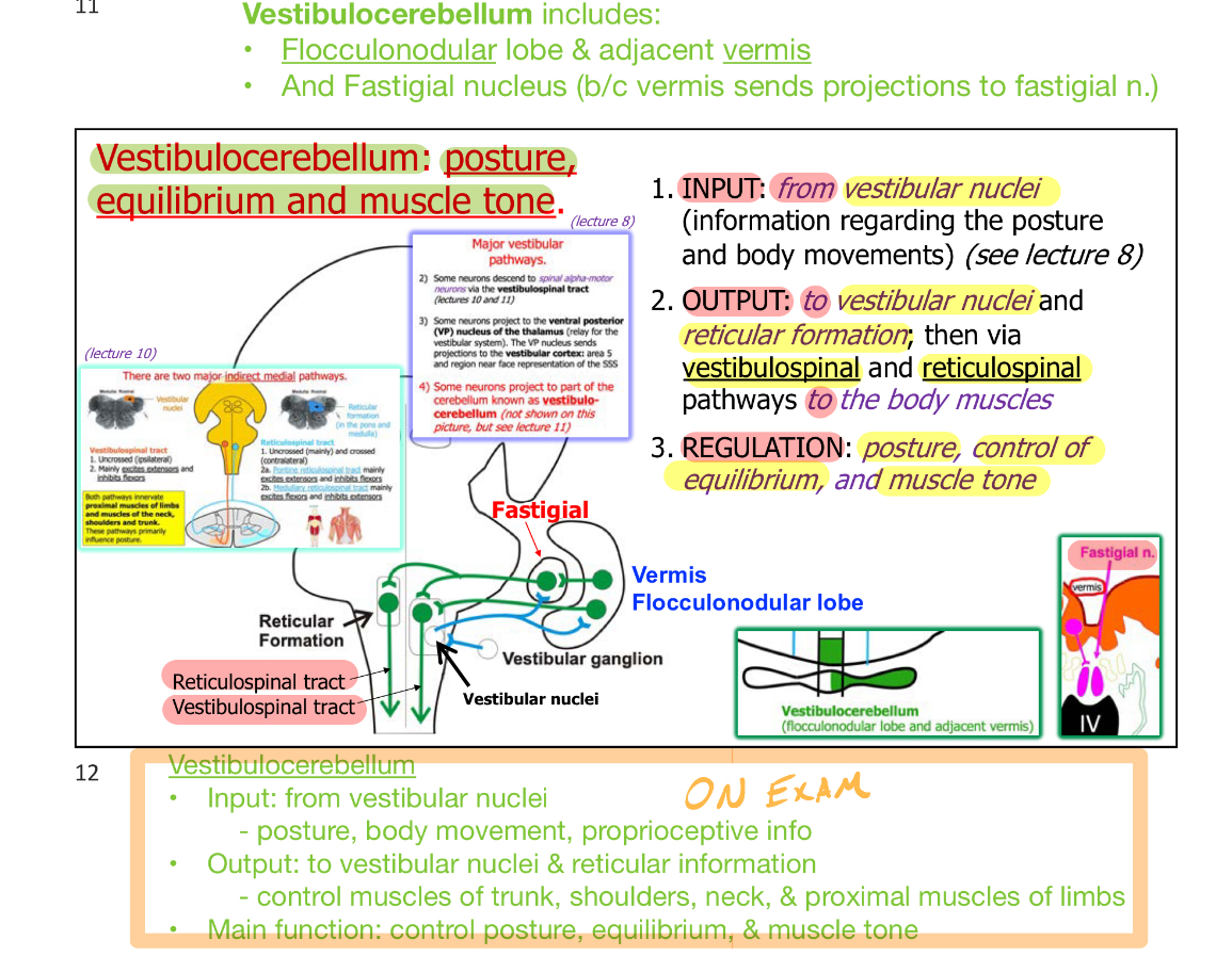 <ul><li><p><strong>Flucculonodular</strong> lobe &amp; adjacent <strong>vermis</strong></p></li><li><p>And <strong>Fastigial nucleus</strong> (b/c vermis sends projections projections to fastigial nucleus)</p></li></ul><p></p>