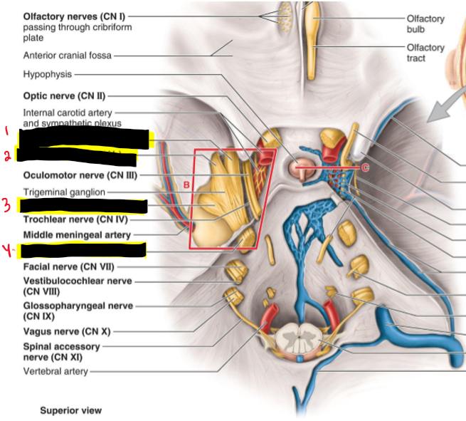 <p>What How many nerves stem from the trigeminal n.? name the structures.</p>