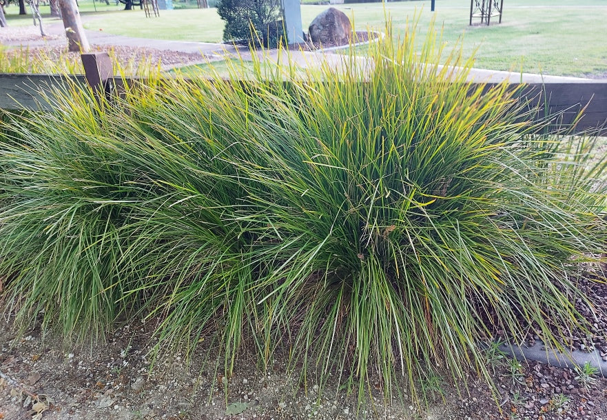 <ul><li><p>evergreen, grass like perennial</p></li><li><p>2-4’</p></li><li><p>native to New Zealand</p></li><li><p>full sun, part shade</p></li><li><p>occasional water</p></li><li><p>clay tolerant</p></li><li><p>evergreen leaves; thin, 1/4” w, reliable lime green</p></li><li><p>compound flowers; dense clusters, yellow/white</p></li><li><p>spikey fruit, dark brown</p></li><li><p>grows laterally</p></li><li><p>feel the leaves, ribbion like to the touch</p></li><li><p>found behind Wurster</p></li></ul><p></p>