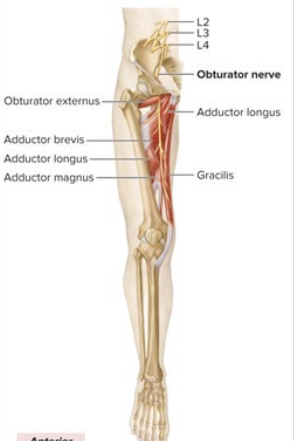 <ul><li><p>innervates inner thigh (addductors: gracilis, aductor longus, pectineus)</p></li><li><p>on top of adductor brevis</p></li></ul><p></p>