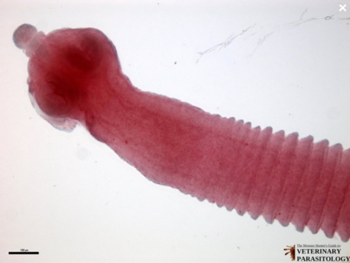 <p>What parasite is this if it is from a cat</p>