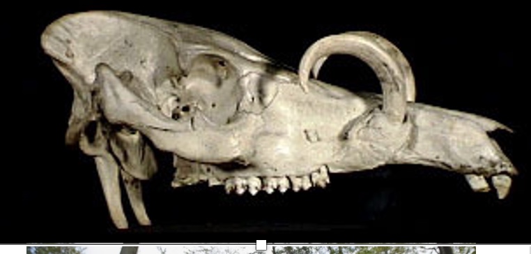 <p>Genus and species?</p>