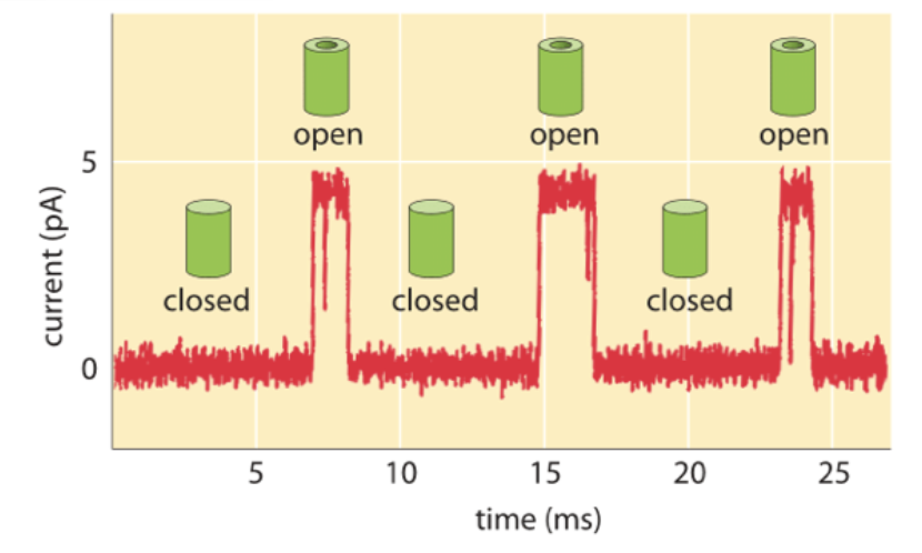 <ul><li><p>Membrane = capacitor (stores charge)</p></li><li><p>Ion channels allow <strong>current</strong> through membrane → “leak”</p></li><li><p>Current measured in <strong>picoamperes (pA)</strong> = 1 picocoulomb per second</p></li></ul><p></p>
