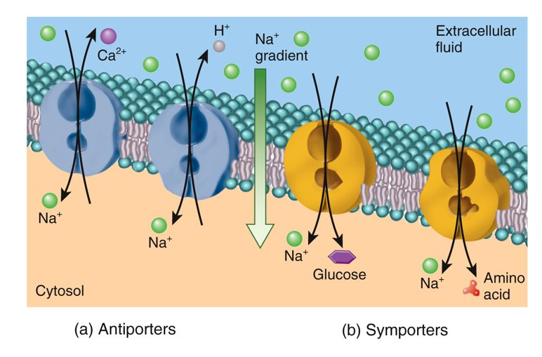 <p>an antiporter swaps places of two substances while a symporter allows substances to travel together</p>