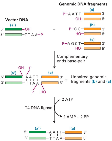 <p>Explain how DNA ligase or alkaline phosphatase or T4 DNA polymerase works (add diagram)</p>