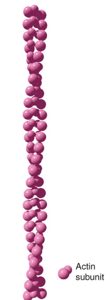 <p>What are microfilaments?</p>