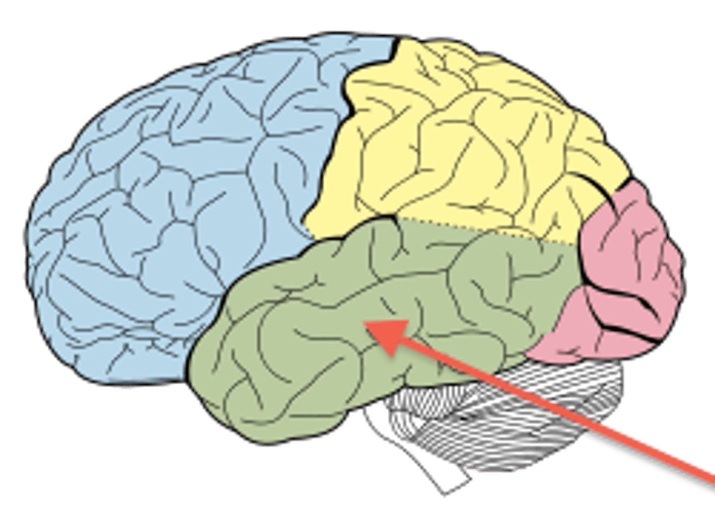 <p>Processes auditory signals; timber, pitch, intonationi</p>