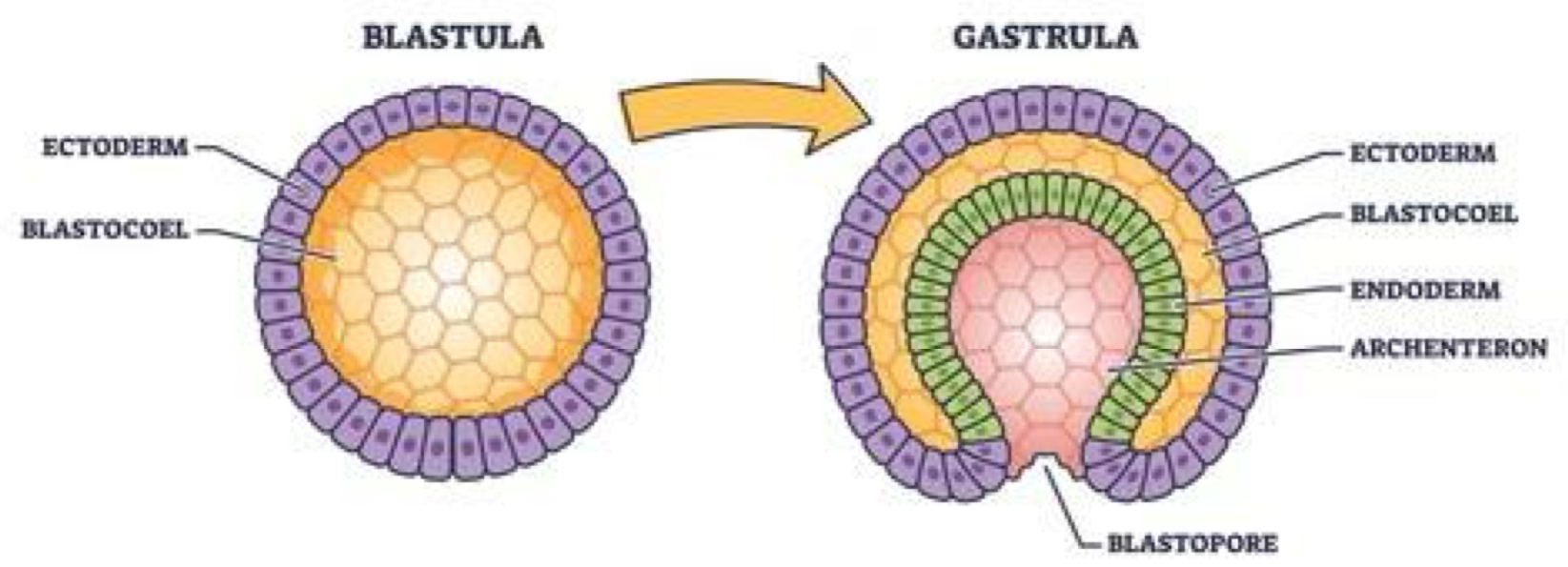<p>early stage of animal developement when embryo folds inward &amp; forms basic tissue layers </p>