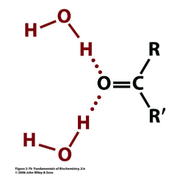 <p>water H-bonded to what?</p>