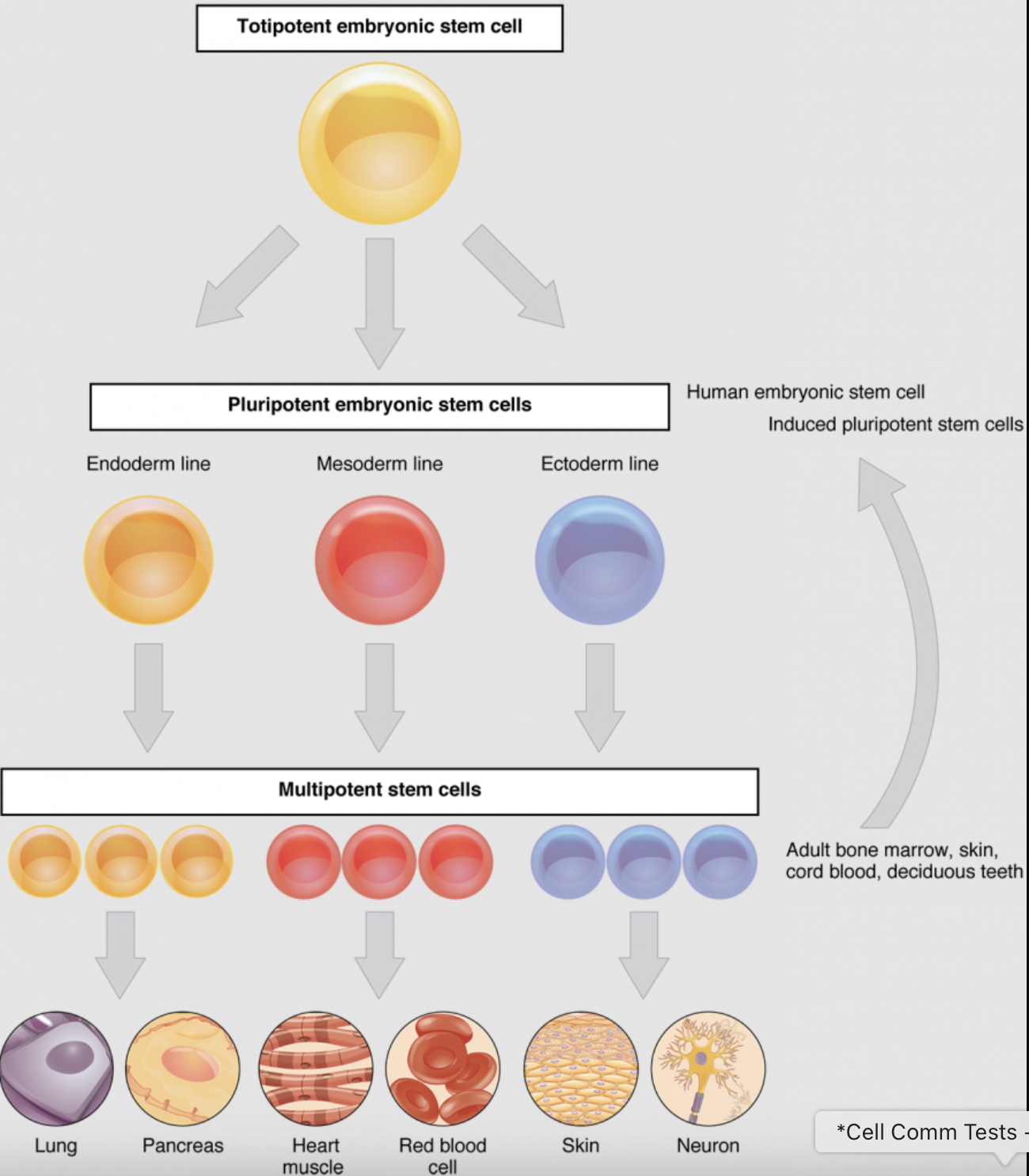 <p>When a less specialized cell develops to acquire a more specialized form and function. Cells in the G0 stage that are functioning, but that will not re-enter the cell cycle and divide again. Ex: Cells of the nervous system</p>