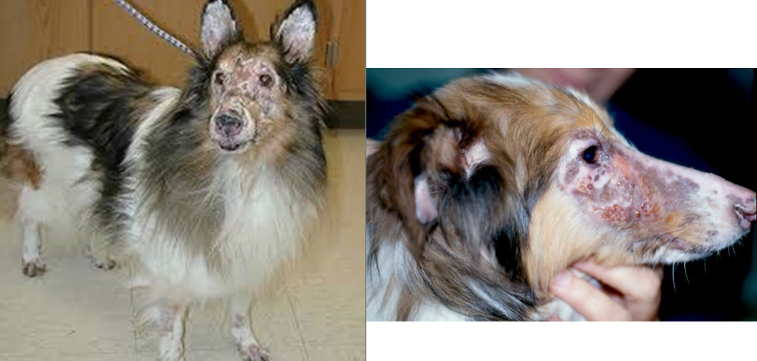 <ul><li><p><strong>immune-mediated vasculopathy</strong> which has been linked to vaccination in <em>genetically predisposed dogs</em></p></li><li><p><strong>type III hypersensitivity</strong>&nbsp;→ Ag/Ab complex formation&nbsp;→ lodge in capillaries</p></li></ul><p></p>