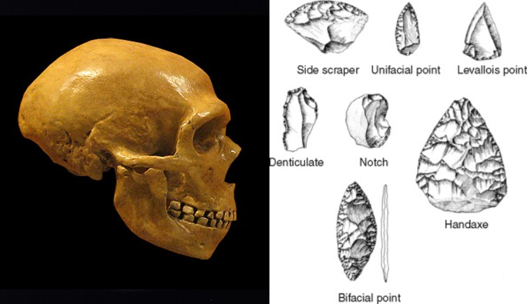 <p><em>Homo neanderthalensis</em></p>