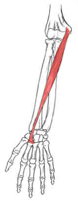 <p>Flexor Carpi Radialis</p>
