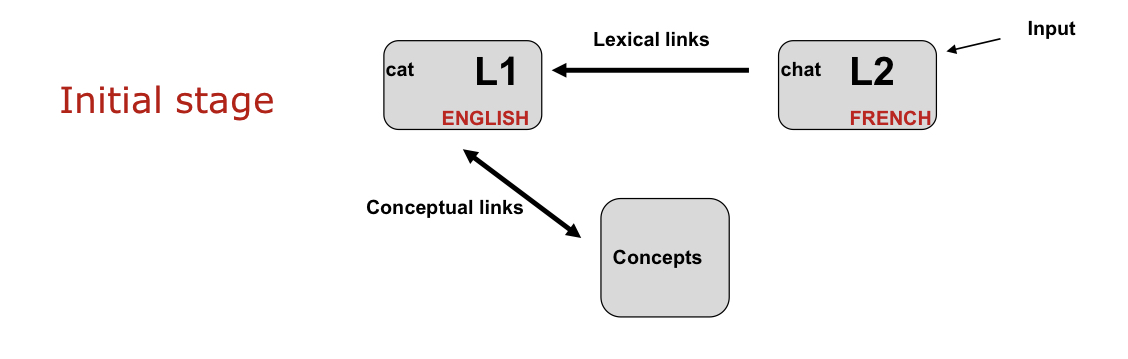 * L2 (word in second for same concept) and L1 are started to both be linked lexically, can go from word in L1 to word in L2 and vice versa
* Conceptual links forming between L2 and concepts