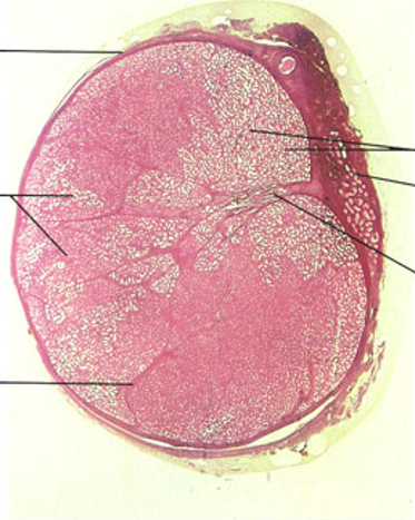 <p>Identify this structure</p>