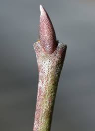 <ul><li><p>shade intol</p></li><li><p>small shrub / tree</p></li><li><p>opp branch</p></li><li><p>leaves: smooth margins, arching veins</p></li><li><p>buds: pointed, naked, smooth</p></li><li><p>repro: berries</p></li></ul>