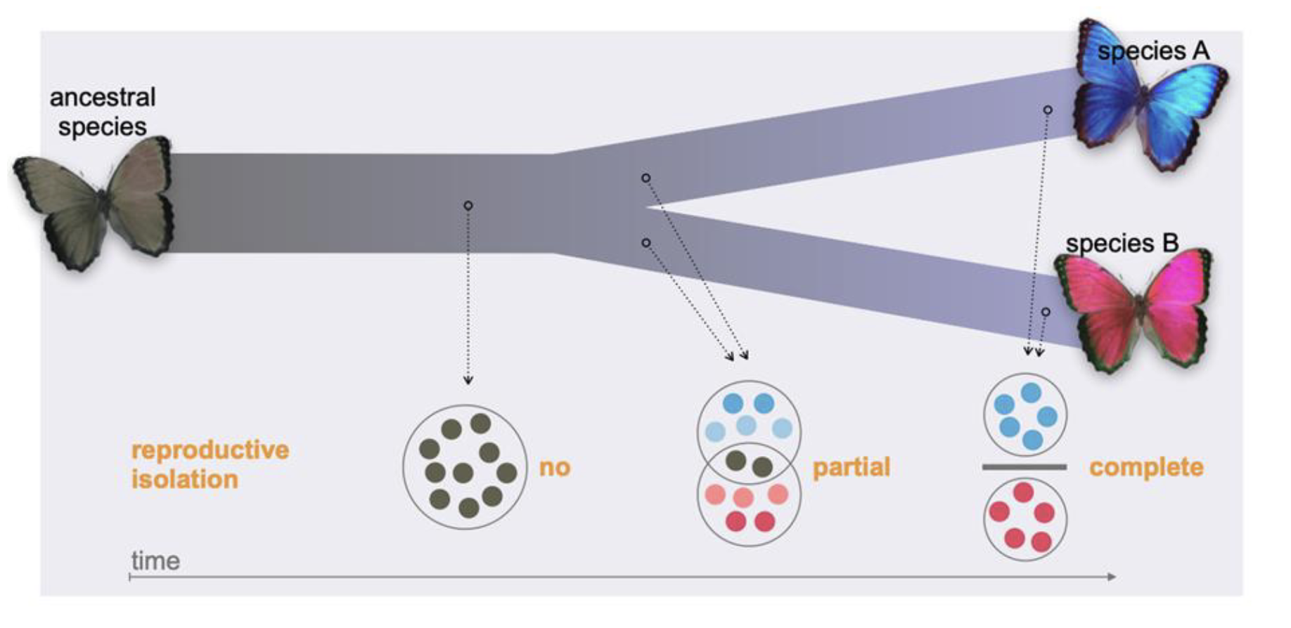 <p>Speciation</p>