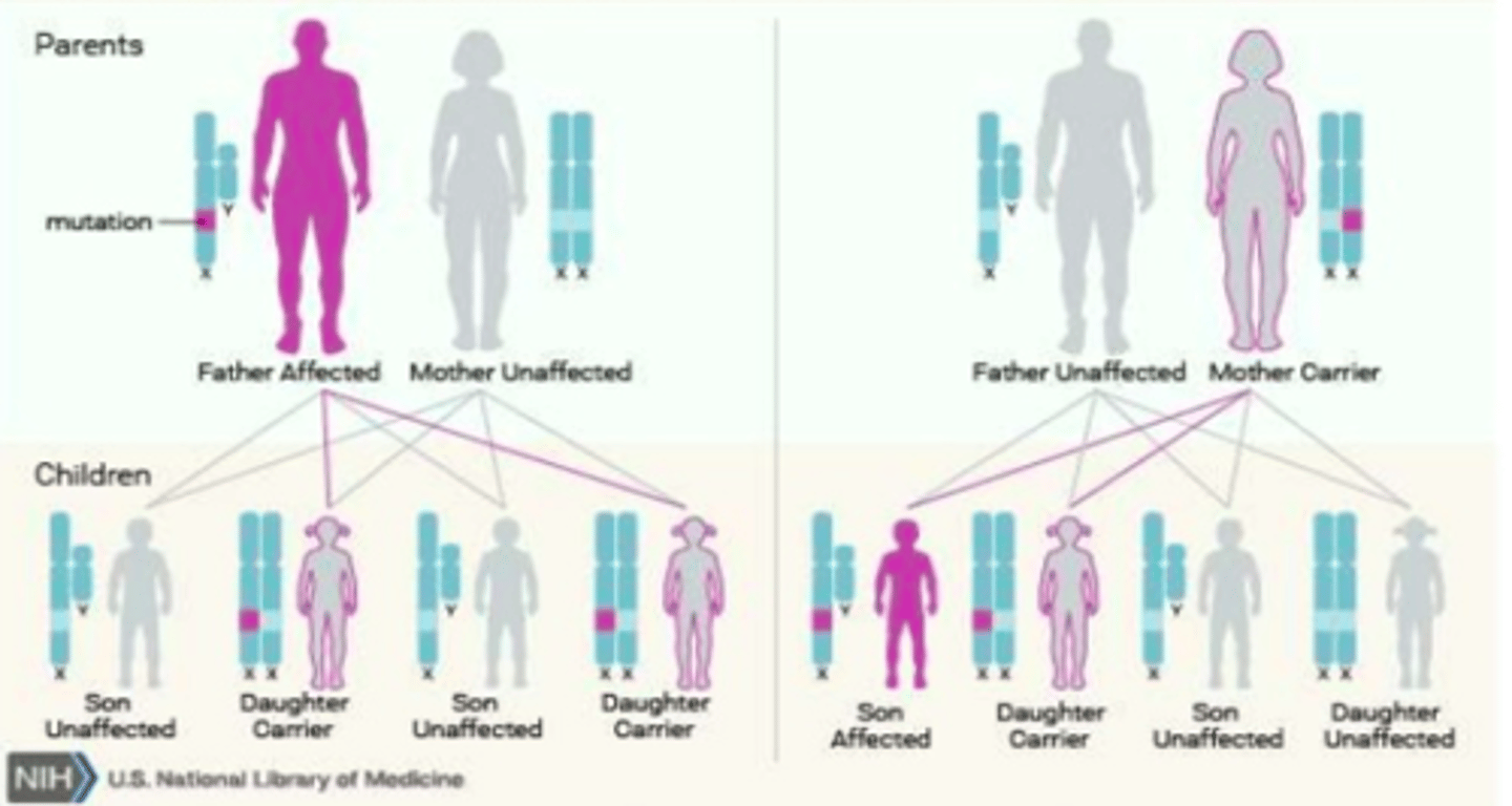 <p>-if dad is affected and mom is not, the only way the gene is being passed down from dad is if he has daughters (daughters will be carriers and sons will not be affected)</p><p>-if mom is affected (carrier), she can give the condition to her son (25% chance), there is a 25% chance daughter is a carrier and 50% chance neither child will be affected</p>