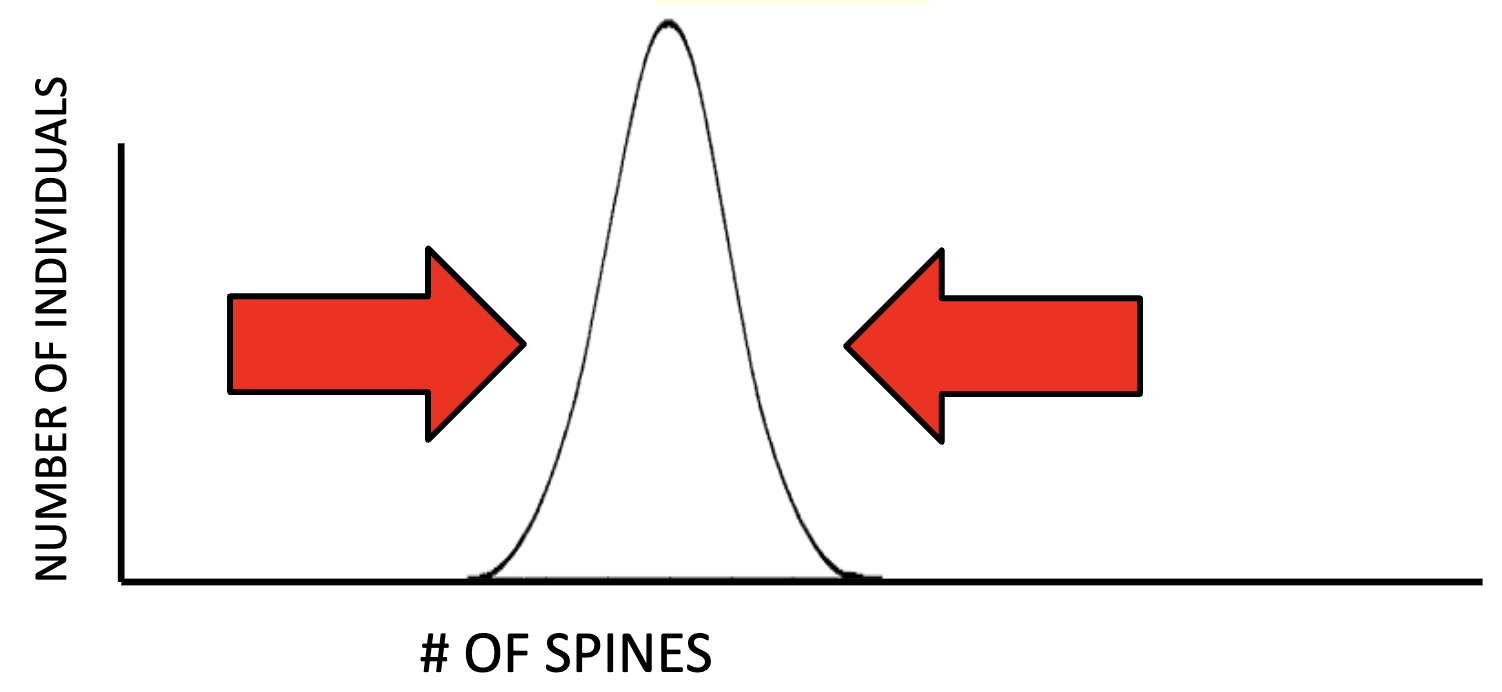 <p>Acts against both extreme ends, favoring the intermediate/middle trait of the two sides</p>