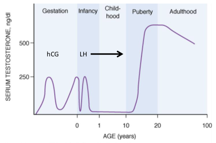 <p><strong>Male Serum Testosterone Concentration</strong></p><ul><li><p>during <strong>gestation</strong>, testosterone production is stimulated by ______</p></li><li><p>during <strong>infancy</strong>, testosterone levels <strong>briefly rise</strong> due to ______ stimulation</p></li><li><p>testosterone levels<strong> remain low during childhood</strong> because the ______ axis is inactive</p></li><li><p>at <strong>puberty</strong>, testosterone production <strong>sharply increases</strong> in response to elevated ______ levels</p></li><li><p>in <strong>adulthood</strong>, testosterone levels <strong>remain high but gradually</strong> ______ with age</p></li><li><p>daily testosterone secretion is ______ and ______ —> occurring about every ______ hours</p></li><li><p>testosterone levels are highest at ______ and ______</p></li></ul><p></p>