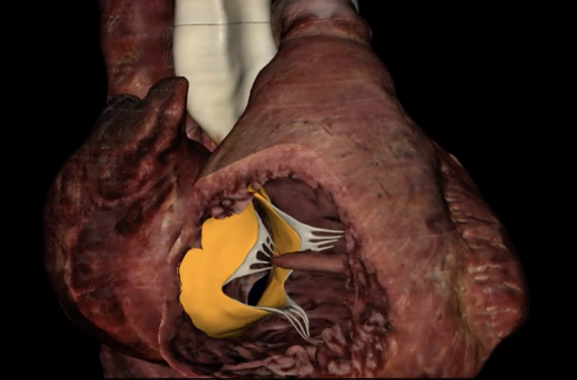 <p>What is highlighted in orange</p>