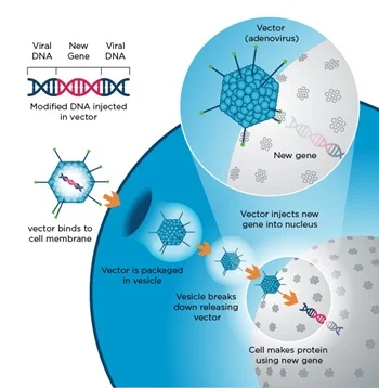 <p>Via <strong>viral vectors</strong> (modified viruses, adenoviruses) or <strong>non-viral methods</strong> (like electroporation or nanoparticles) to deliver the genetic material into the cells.</p>