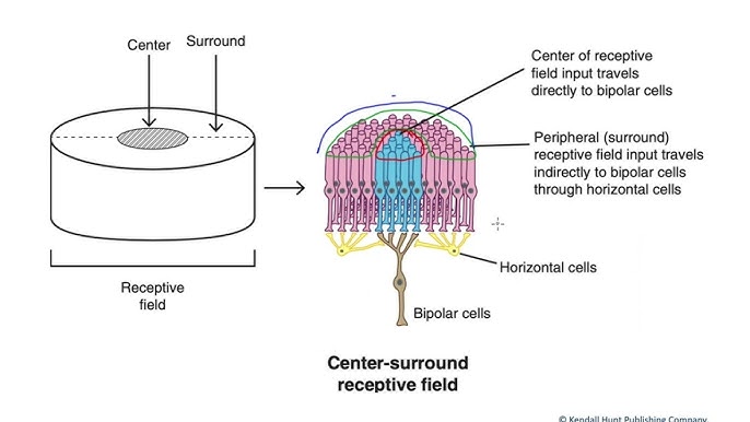 <p>They are sensitive to their edges (excitatory center, inhibitory surround). </p><p>Neuron’s response to a stimulus is inhibited by the excitation of a neighboring neuron.</p>