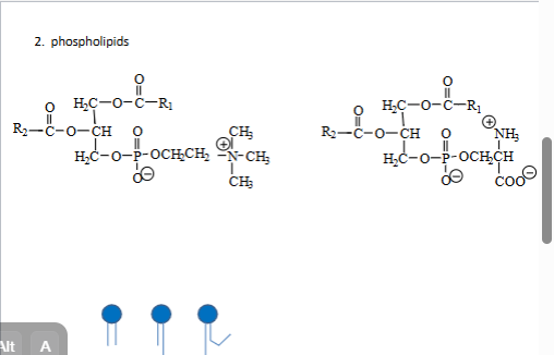 <p><span style="color: #ffffff">2. phospholipids</span><span style="color: #ffffff"><br></span></p>