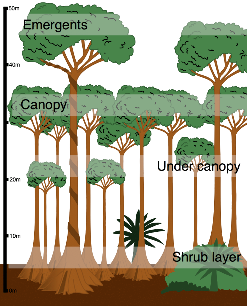 <ul><li><p>TR have high biodiversity levels due to the <strong>large range of habitats</strong> available in the layers of the TR. Some examples include;</p><ul><li><p><strong>Ground layer</strong> = Rodents ,e.g. Agouti (0m - 20m)</p></li><li><p><strong>Undercanopy </strong>= Lizards, e.g. Panther Chameleon (20m - 30m)</p></li><li><p><strong>Canopy</strong> = Climbing animals, e.g. Howler Monkeys (30m - 40m)</p></li><li><p><strong>Emergent </strong>= Birds, e.g. Toco Toucan (40m ≤)</p></li></ul></li></ul><p></p>
