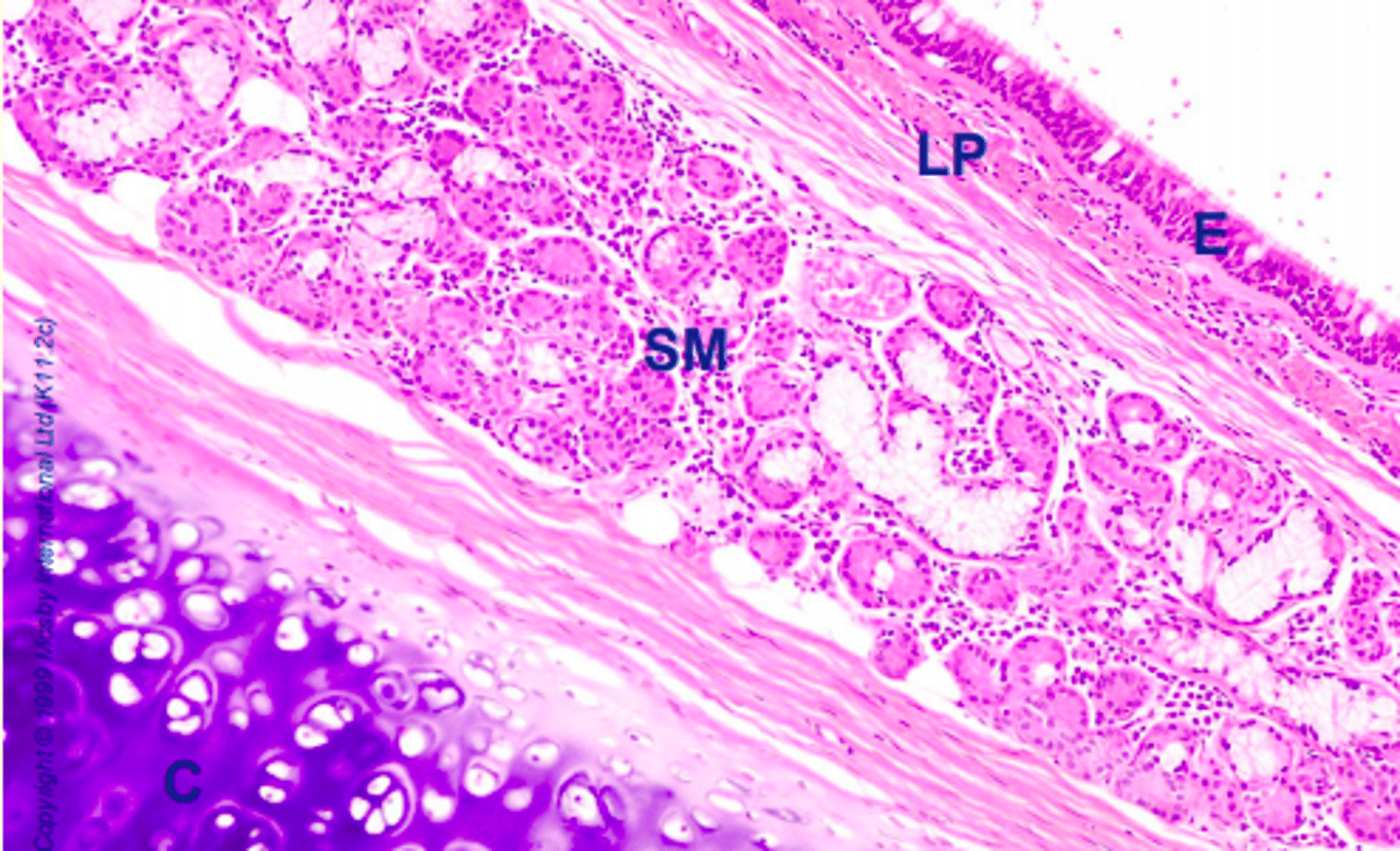 <p>E = Epithelium (pseudostratified ciliated columnar)</p><p>LP = Lamina propria</p><p>C = C-shaped hyaline cartilage</p><p>SM = Submucosa with seromucous (tubuloacinar) glands </p>