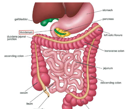<p><span style="font-family: museo_sans300, sans-serif">duodenum</span></p>
