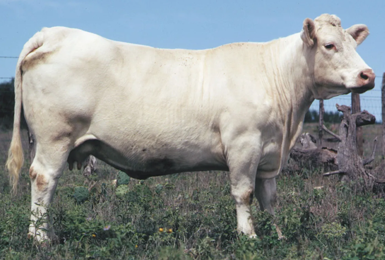 <p>What breed is this?</p><ul><li><p>Continental</p></li></ul><p></p>