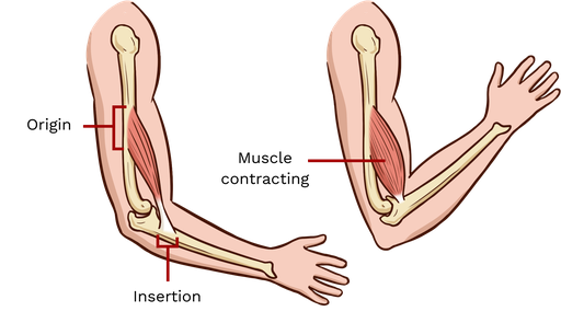 <p>an attachment site that connects the muscle to a bone<span>. This point is typically proximal to the body and does not move during contraction.</span></p>