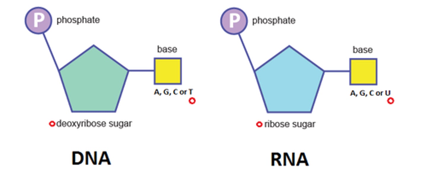 <p>- Ribose sugar</p><p>- Nitrogenous base ((A, U, C, or G)</p><p>- Phosphate group</p>