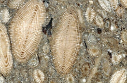 <p>Single-celled with calcareous shells. Cambrian to present</p>