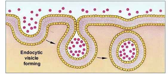 <p>Endocytosis?</p>