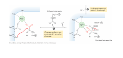 * Step 4: Cleavage to Yield the first 3-Phosphoglycerate
  * Cleavage of the hydrated intermediate produces one molecule of 3-phosphoglycerate